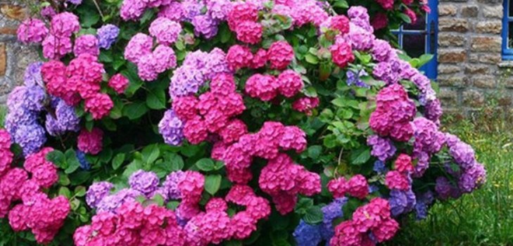 fleurs hortensias