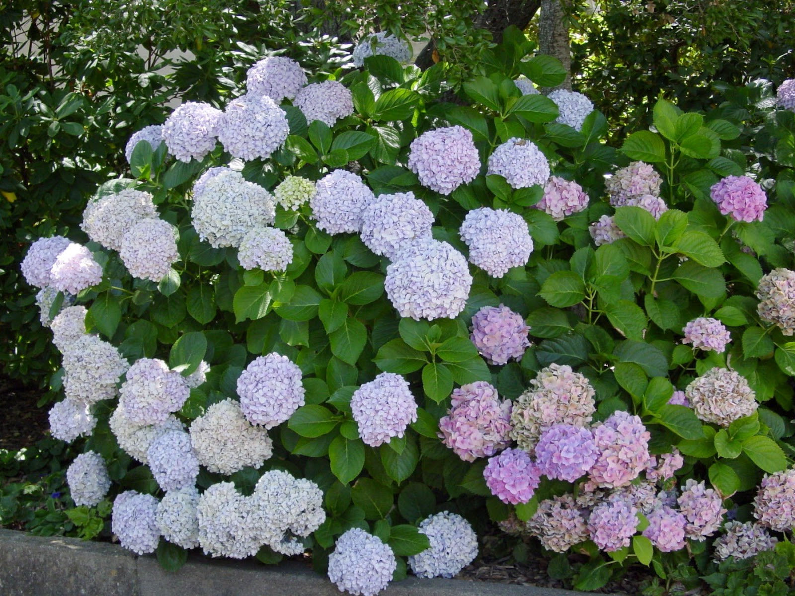 buisson d'hortensia