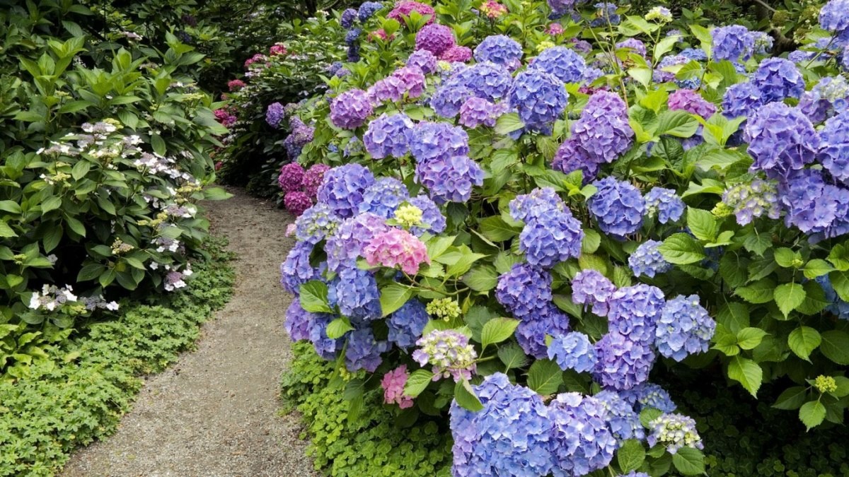 beaucoup de couleurs