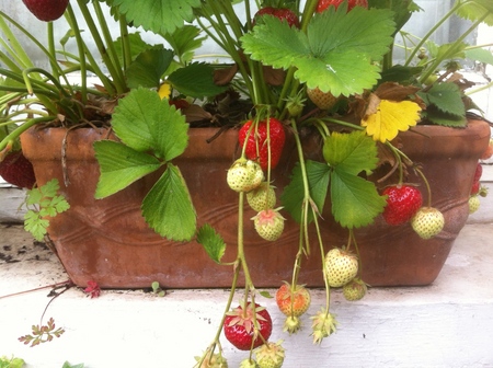 Cultiver des fraises et des fraises sur le rebord de la fenêtre