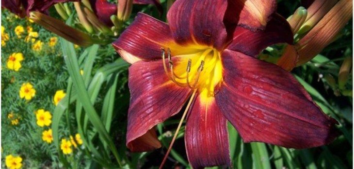 fleur de l'enfant de jour