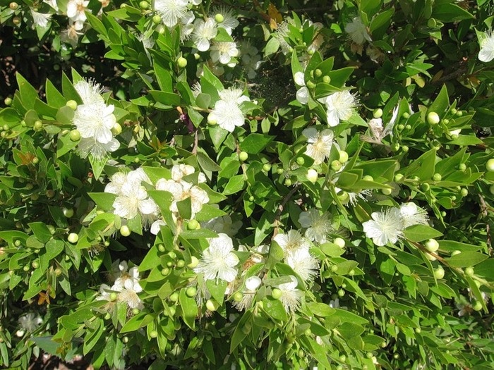 myrte en fleurs