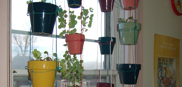 Cultiver des légumes sur le rebord de la fenêtre
