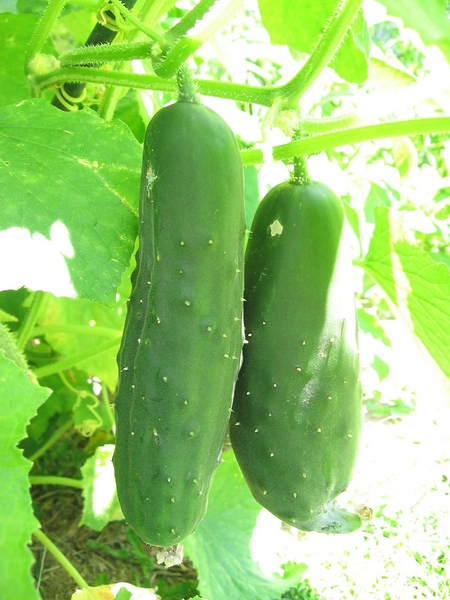 Cultiver des légumes sur le rebord de la fenêtre