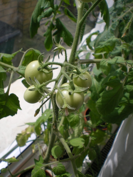 Cultiver des légumes sur le rebord de la fenêtre