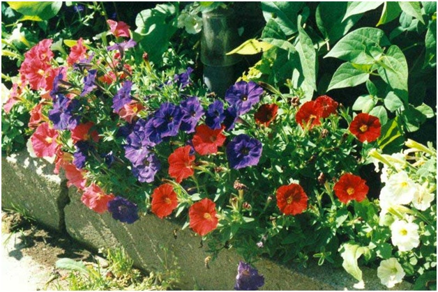 beau pétunia