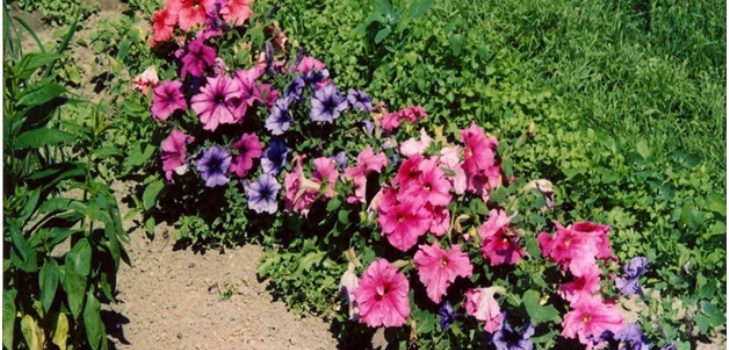pétunias dans le jardin