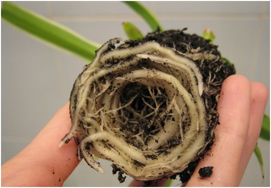Racines de chlorophytum
