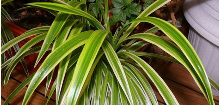 plante de chlorophytum
