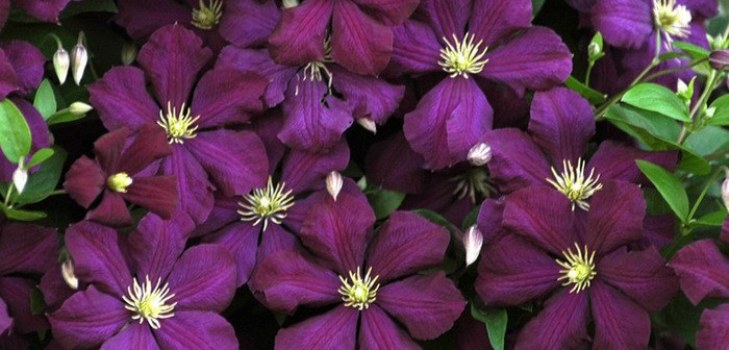 Fleurs de clématite