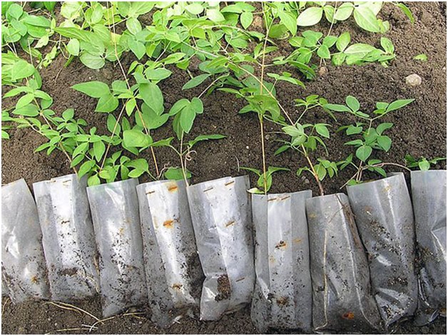 jeunes plants
