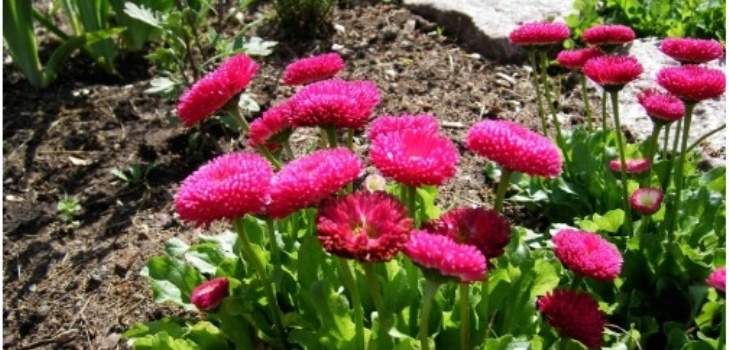 fleurs de marguerites