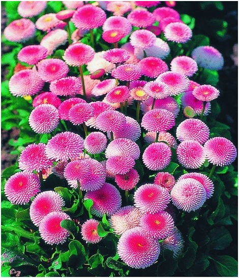 beaucoup de marguerites