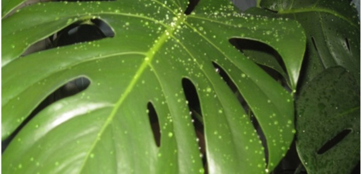 feuilles de monstre