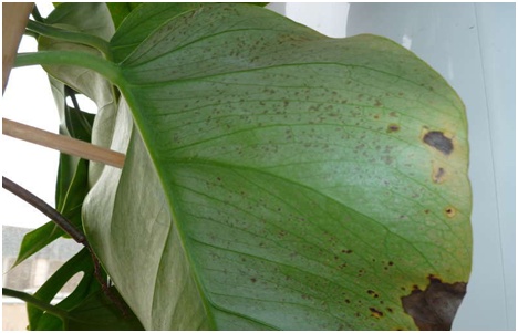 monstera malade