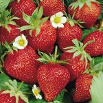 Cultiver des fraises et des fraises