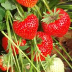 Cultiver des fraises sur la technologie néerlandaise