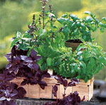 Cultiver des légumes et des herbes à la maison Cultiver des légumes et des herbes à la maison