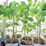 Plantation de tomates en pleine croissance