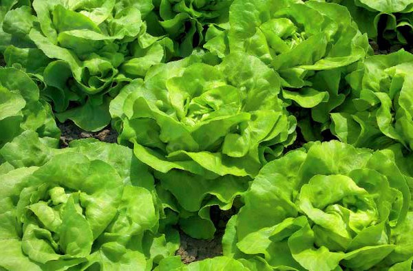 Salade croissante en théorie et en pratique, conseils utiles et recommandations