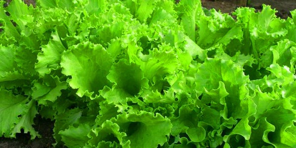 Salade croissante en théorie et en pratique, conseils utiles et recommandations