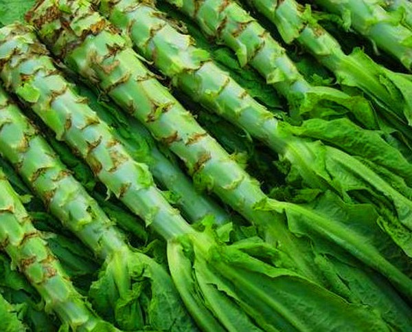 Salade croissante en théorie et en pratique, conseils utiles et recommandations
