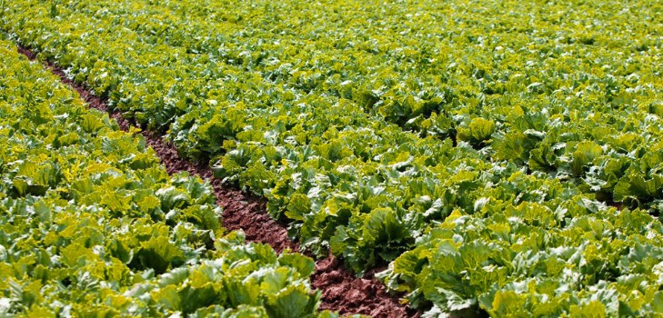Salade croissante en théorie et en pratique, conseils utiles et recommandations