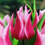 Culture de tulipes dans le jardin