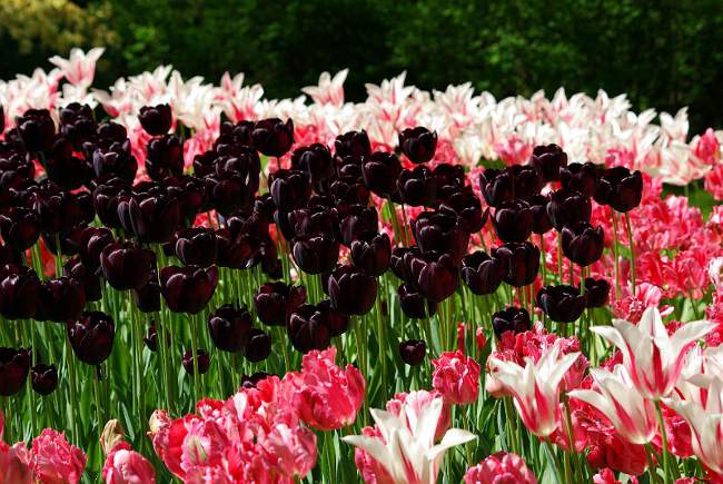 Culture de tulipes dans le jardin
