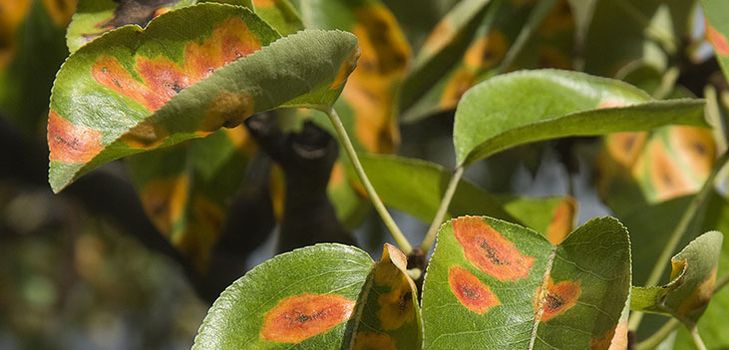 Lutte contre les nuisibles dans le jardin