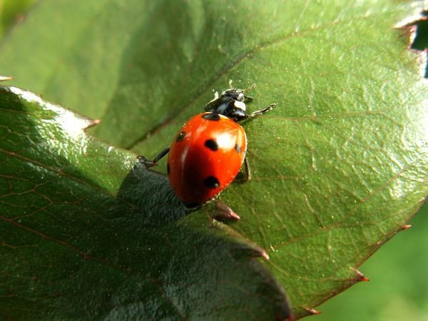 Lutte contre les nuisibles dans le jardin