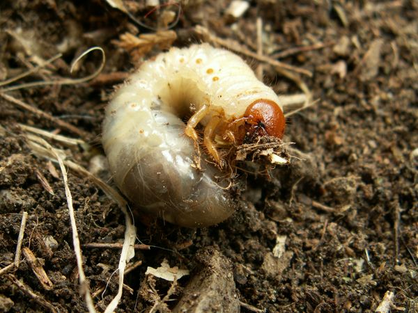 Lutte contre les nuisibles dans le jardin