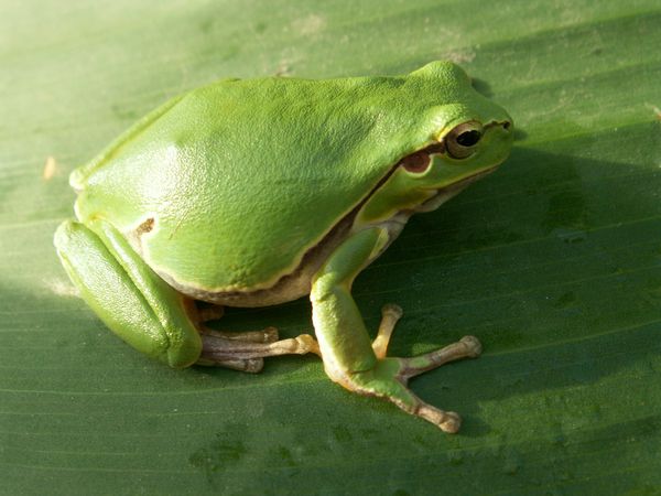 Lutte contre les nuisibles dans le jardin