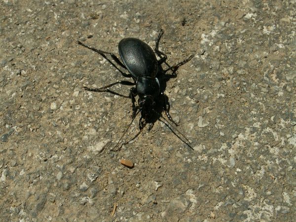 Lutte contre les nuisibles dans le jardin
