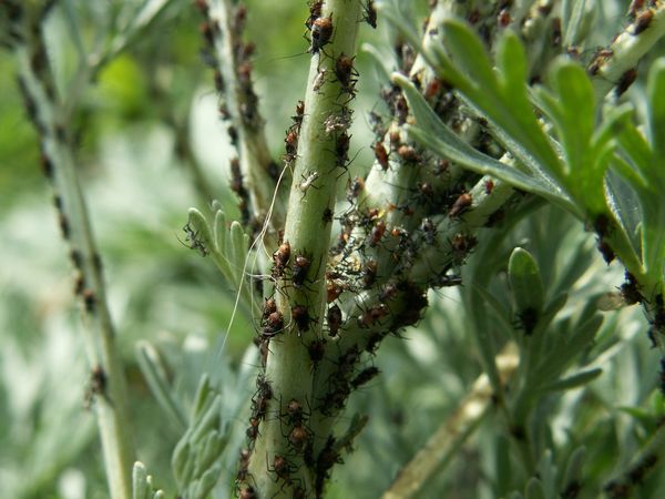 Lutte contre les nuisibles dans le jardin