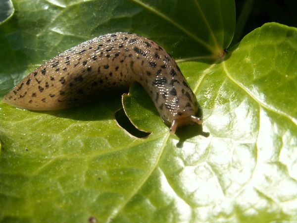 Lutte contre les nuisibles dans le jardin