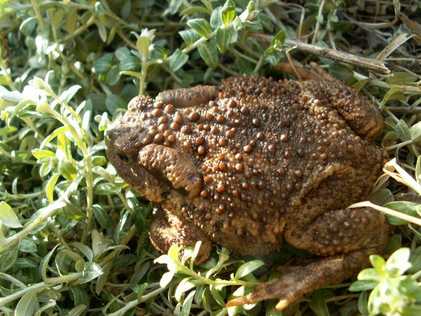 Lutte contre les nuisibles dans le jardin