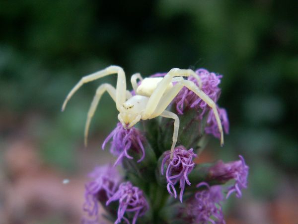 Lutte contre les nuisibles dans le jardin