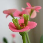 Plantes d'intérieur vénéneuses