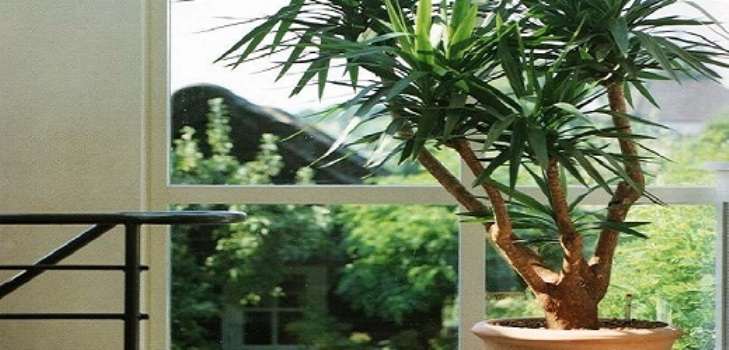 Yucca à la maison: soin et reproduction