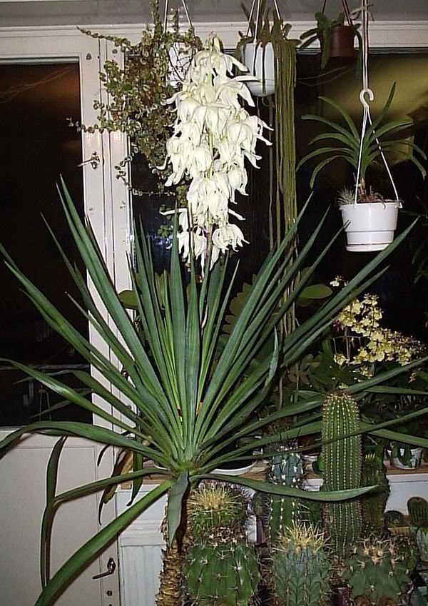 Yucca à la maison: soin et reproduction