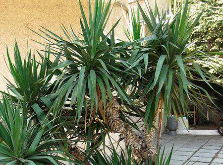 Yucca à la maison: soin et reproduction