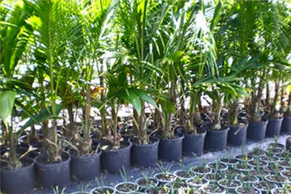 Yucca à la maison: soin et reproduction