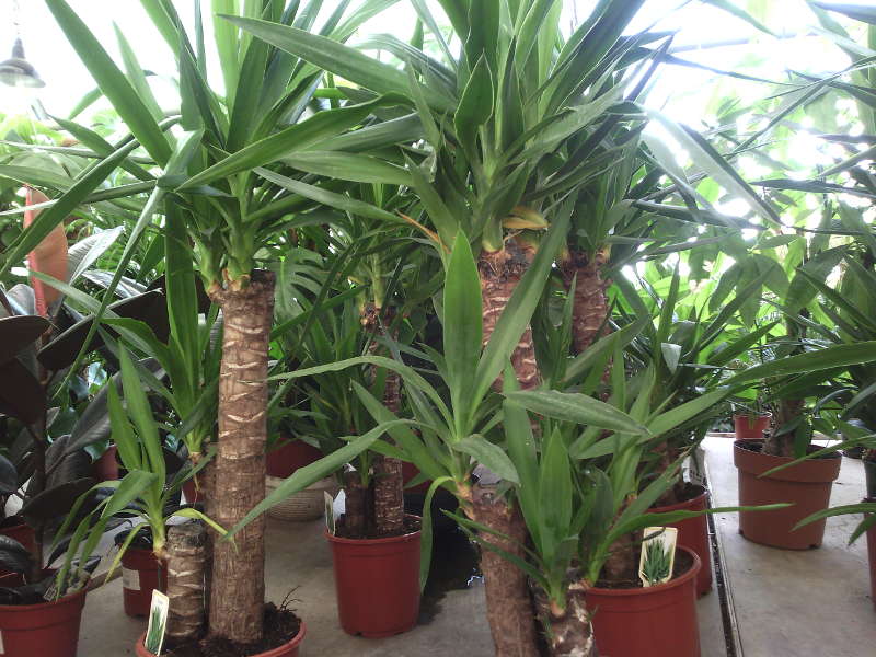Yucca à la maison: soin et reproduction