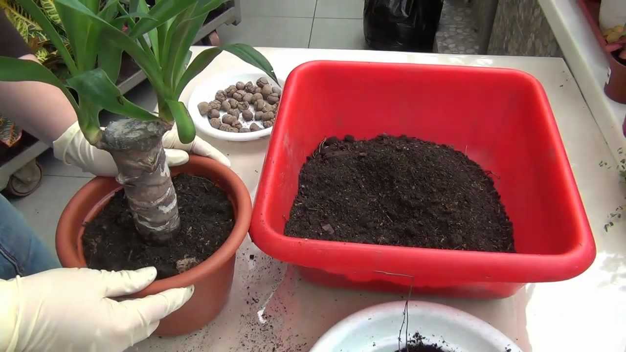 Yucca à la maison: soin et reproduction