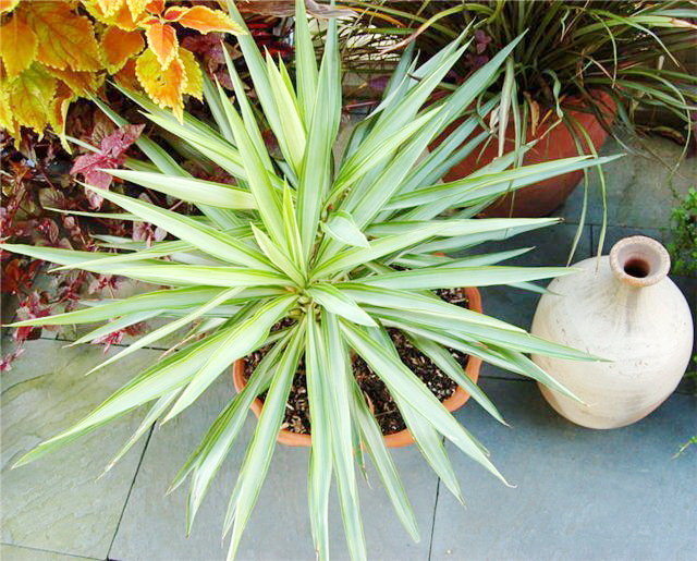 Yucca à la maison: soin et reproduction