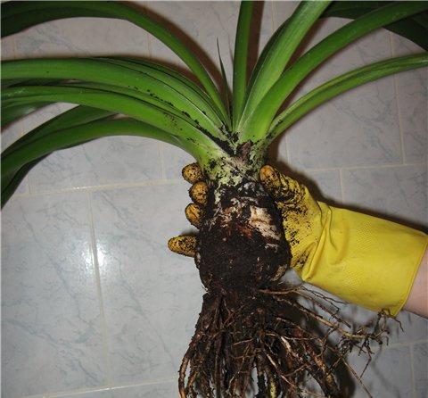 Yucca à la maison: soin et reproduction