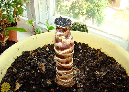 Yucca à la maison: soin et reproduction
