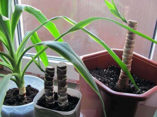 Yucca à la maison: soin et reproduction