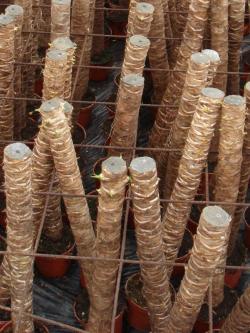 Yucca à la maison: soin et reproduction